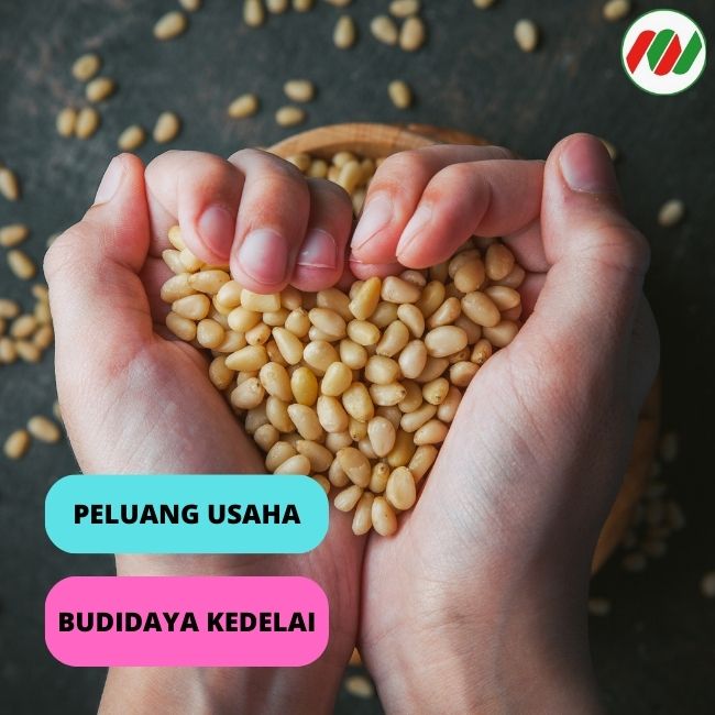 Cuan Yang Dihasilkan Dari Budidaya Kedelai